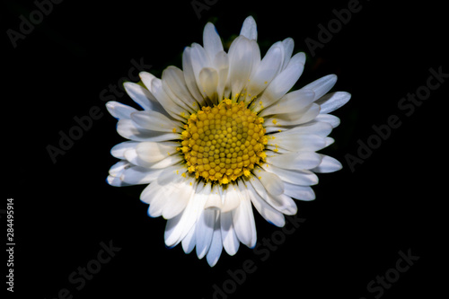 daisy isolated on black background