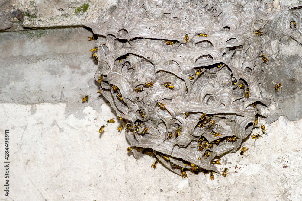 Obraz premium A large wasp nest on a Foundation of gray concrete. The unusual shape of the structure of the wild hive
