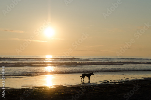 Dog at beach near Westport Lighthouse State park with sunset in the background © Dmitri Kotchetov