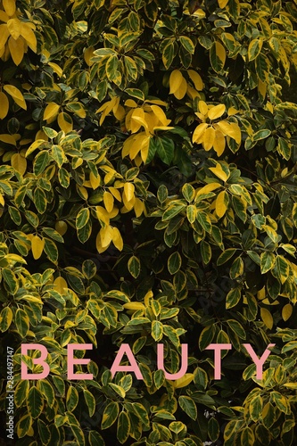 Beautiful foliage of light green and yellow leaves with "BEAUTY" written on the image