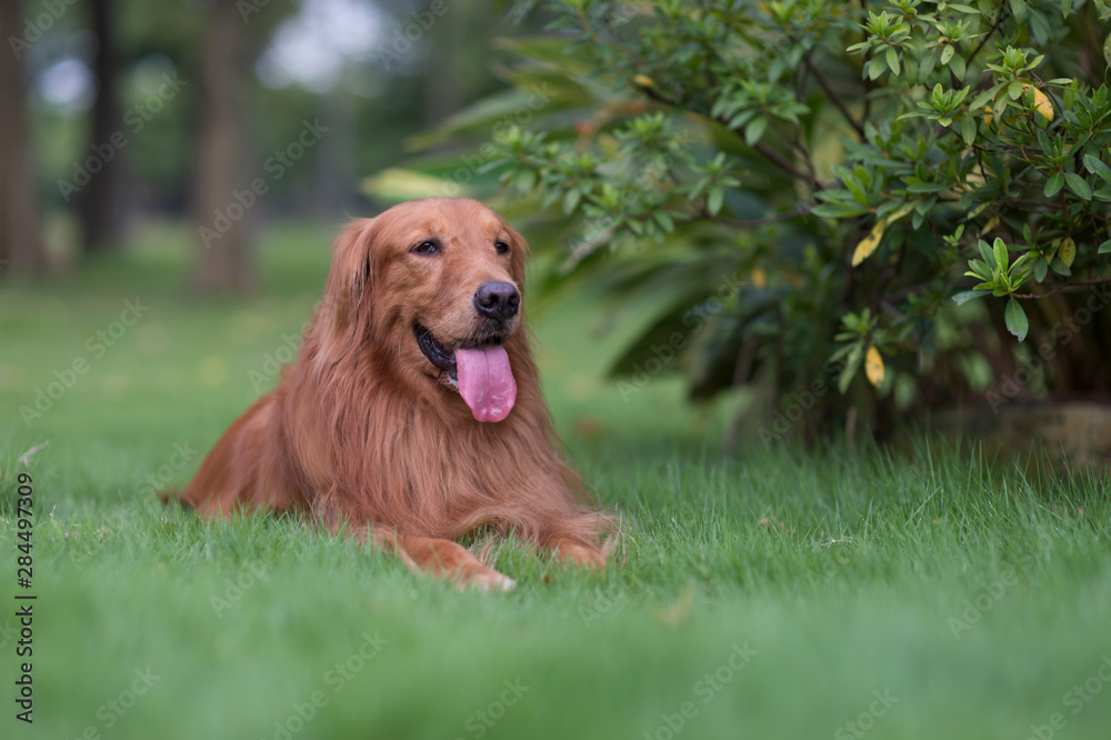 Cute golden retriever playing in the park Cute golden retriever playing in the park