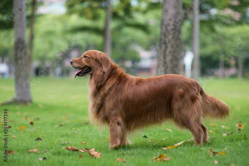 Cute golden retriever playing in the park