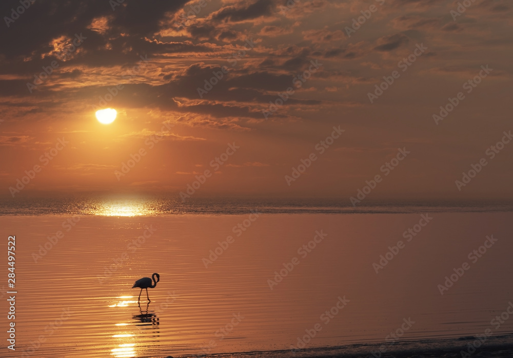 lonely african flamingo bird stands on a lake against a bright golden sunset