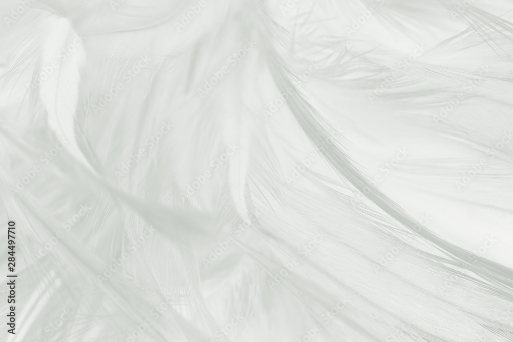 Beautiful white feather pattern texture background Beautiful white feather pattern texture background