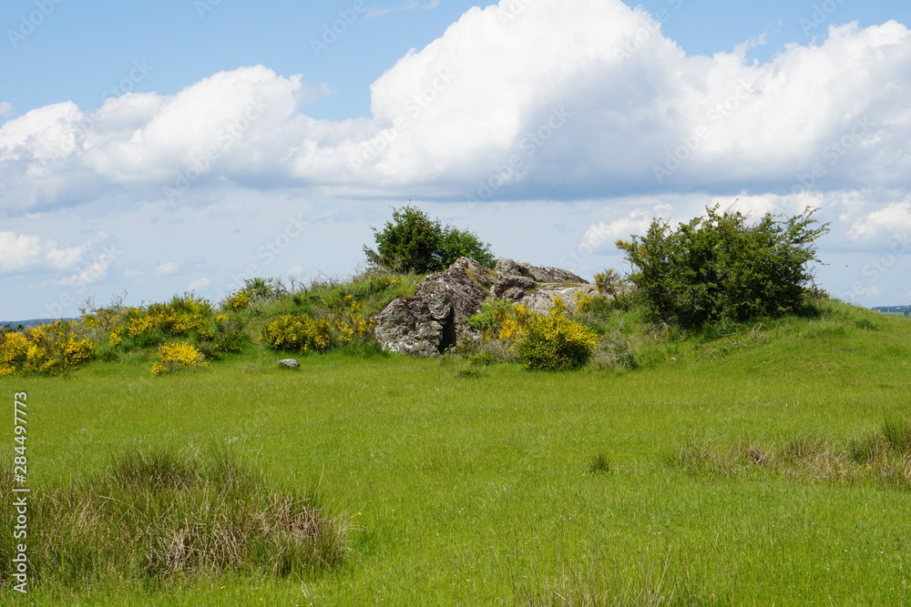 Obraz premium Ginster Landschaft 