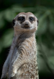 meerkat on guard with dark background