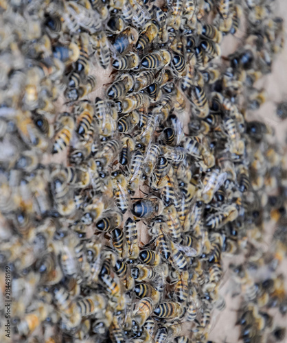 A large congestion of bees on a sheet of cardboard. Swarming of the bees. Honey bee.