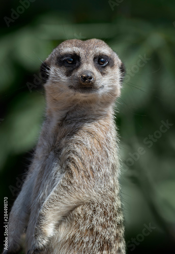 meerkat on guard with dark background