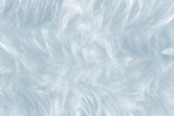 Beautiful Baby blue colors tone feather pattern texture background for Decorative design wallpaper and other