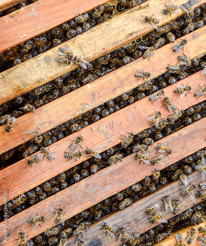 Open bee hive. Plank with honeycomb in the hive. The bees crawl along the hive. Honey bee.