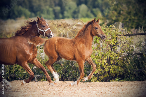 Cute fluffy foal runs with his mother, who is wearing a halter, galloping across the paddock, which is in the field. ©  Valeri Vatel