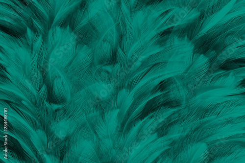 Beautiful dark green florida keys colors tone feather texture background,trends color