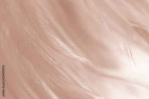 Beautiful white-brown feather texture background