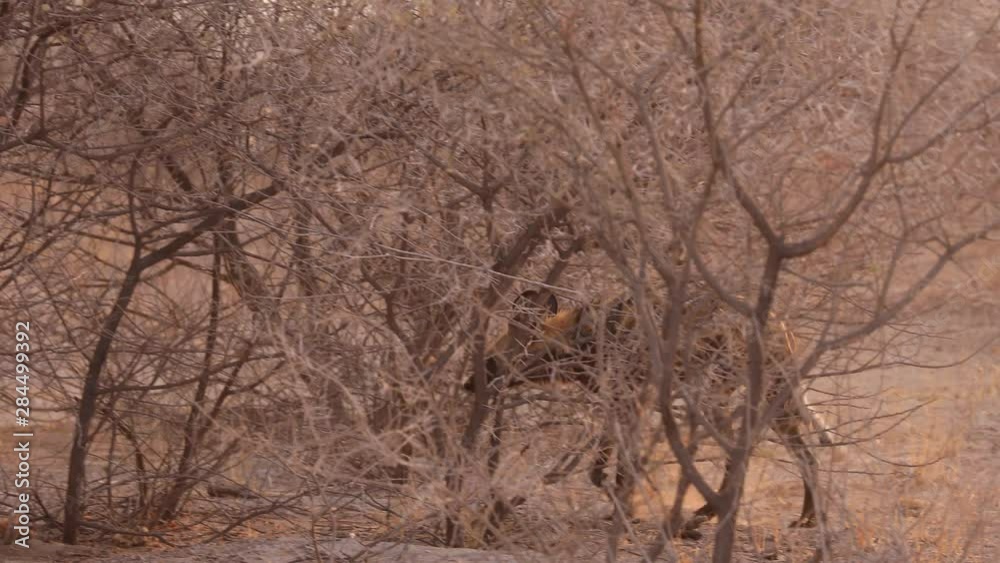 African wild dogs hunting in Kalahari Botswana African wild dogs hunting in Kalahari Botswana