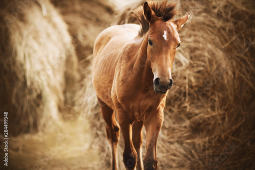 A small cute foal stands among the huge bundles of hay, harvested as fodder for livestock for the winter.