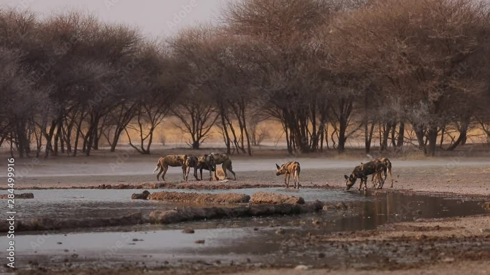 African wild dogs hunting in Kalahari Botswana African wild dogs hunting in Kalahari Botswana