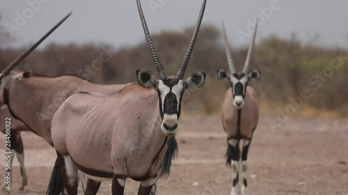 Group of Oryx Antelepe gathering at waterhole in Kalahari Botswana