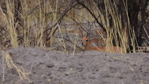 Wallpaper Mural Steenbok hiding in dry Kalahari Botswana Torontodigital.ca