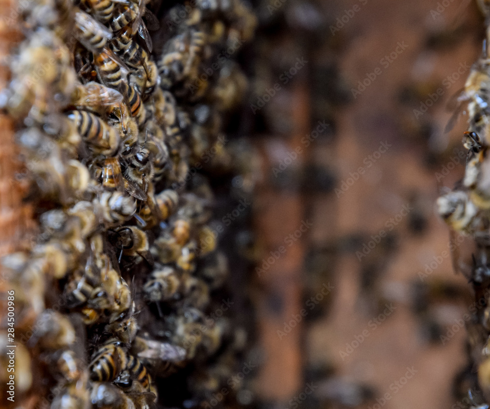 A beehive, a view from the inside. The bee-hut. Honey bee. Entrance to the hive. A beehive, a view from the inside. The bee-hut. Honey bee. Entrance to the hive.