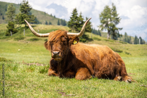 Schottisches Hochlandrind