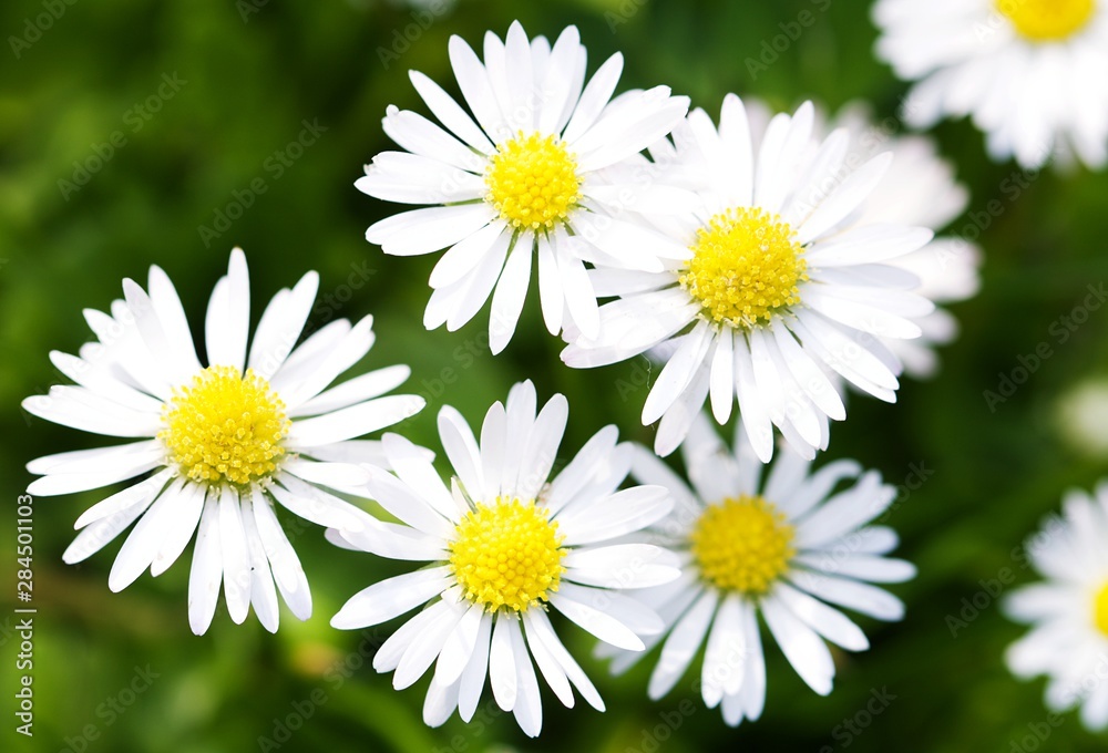daisies on a meadow daisies on a meadow