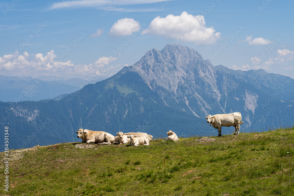 Fototapeta premium Rinderfamilie auf der Almwiese