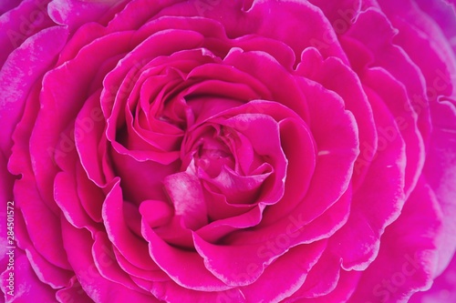Rose in pink Nahaufnahme.