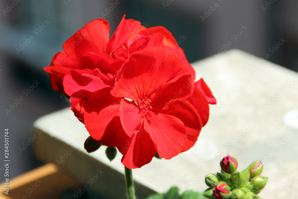 Beautiful red flowers Beautiful red flowers