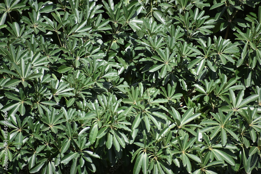 A beautiful foliage of light and dark green leaves