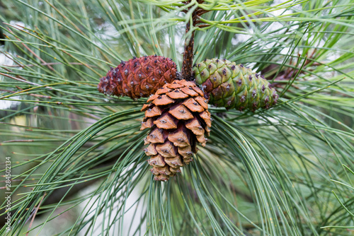 Фотография Pinus ponderosa,  ponderosa pine, bull pine, blackjack pine cones on twig