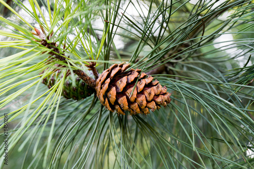 Bild auf Leinwand Pinus ponderosa,  ponderosa pine, bull pine, blackjack pine cones on twig
