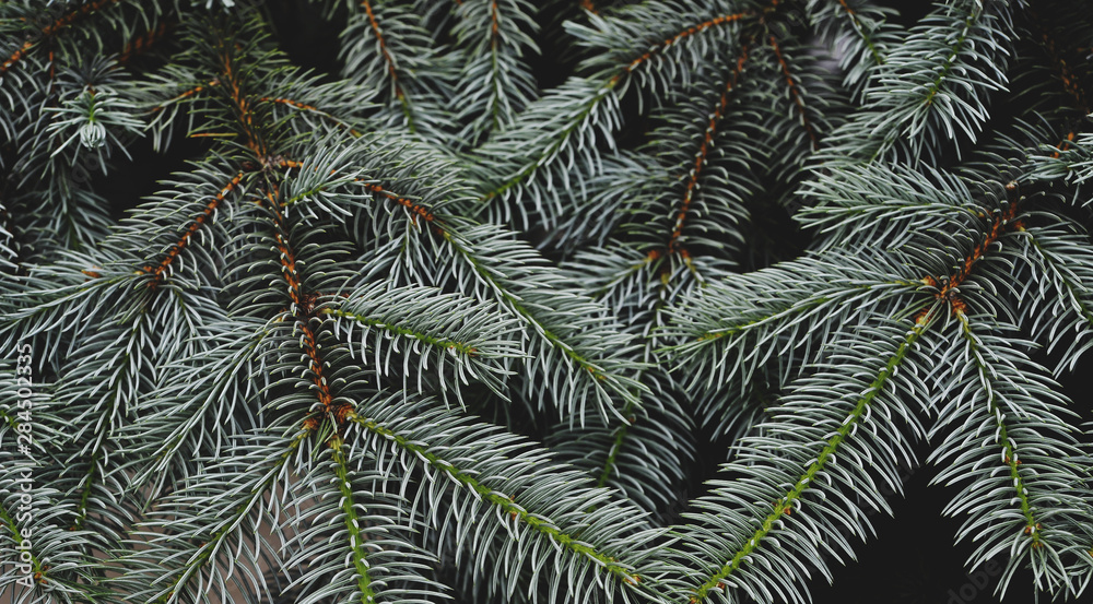 Texture of green pine tree. Texture of green pine tree.