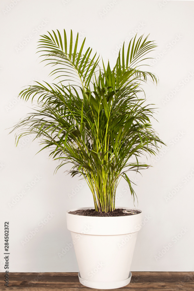 green plant in a pot isolated on white background