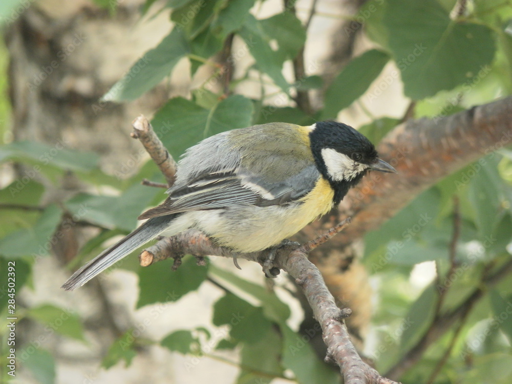 Obraz premium bird on a branch