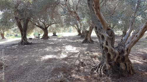 olive trees forest cultivation in Preveza Greece