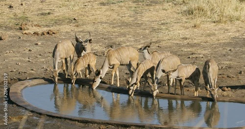 Kudu antelopes (Tragelaphus strepsiceros) drinking water at an artifical waterhole, Kruger National Park, South Africa