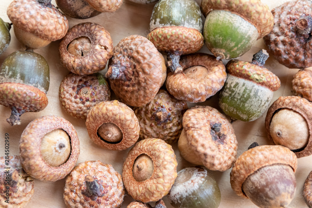 Viele im Herbst gesammelte Eicheln (Nuss des Eichenbaums) mit Fruchtbecher / Capula liegen auf einer Holzplatte bereit zum Basteln mit Kindern für Weihnachten oder die dunklere Jahreszeit Viele im Herbst gesammelte Eicheln (Nuss des Eichenbaums) mit Fruchtbecher / Capula liegen auf einer Holzplatte bereit zum Basteln mit Kindern für Weihnachten oder die dunklere Jahreszeit