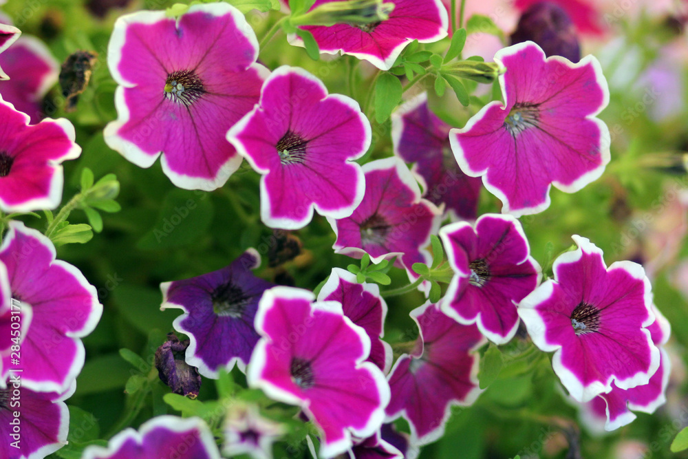 Fototapeta premium Петуния