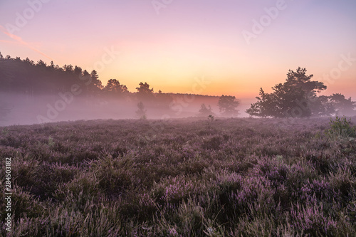 Landscape photo from the heather, here is an atmospheric Sunrise on the Teut in Limburg, Belgium