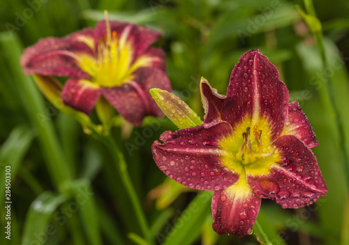 Blooming Daylily «Night Beacon» with raindrops   in the summer garden.