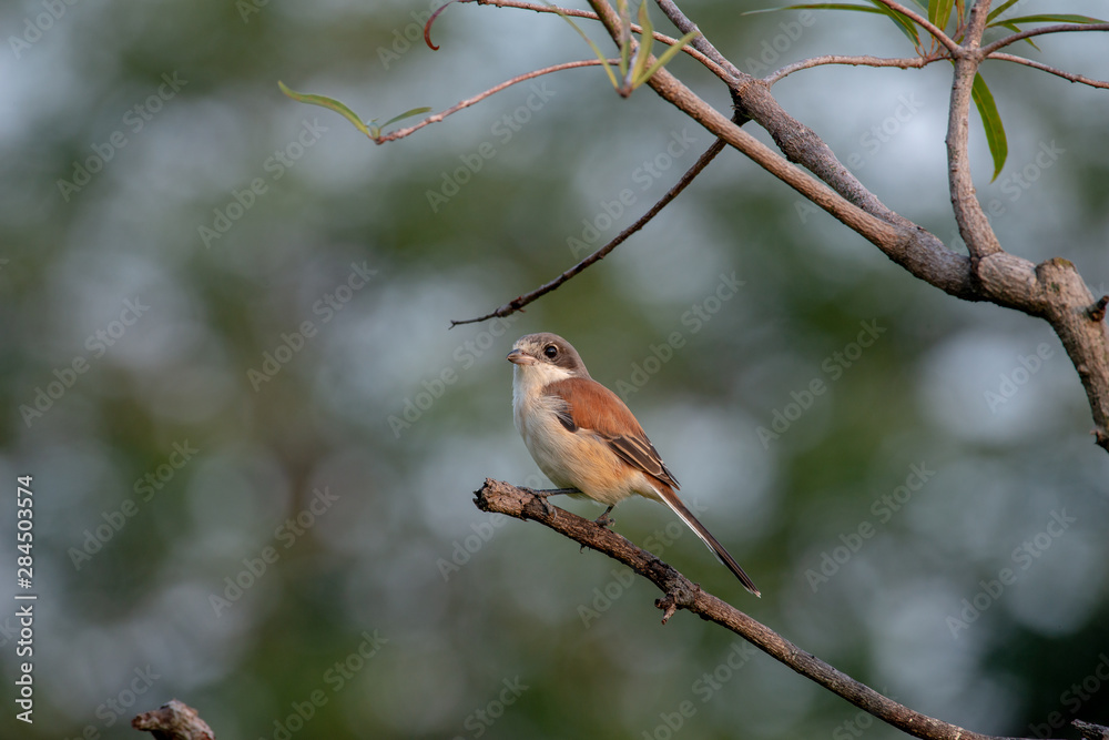 Female Burmese Shrike. Its natural habitats are subtropical or tropical moist lowland forest and subtropical or tropical moist montane forest. Female Burmese Shrike. Its natural habitats are subtropical or tropical moist lowland forest and subtropical or tropical moist montane forest.