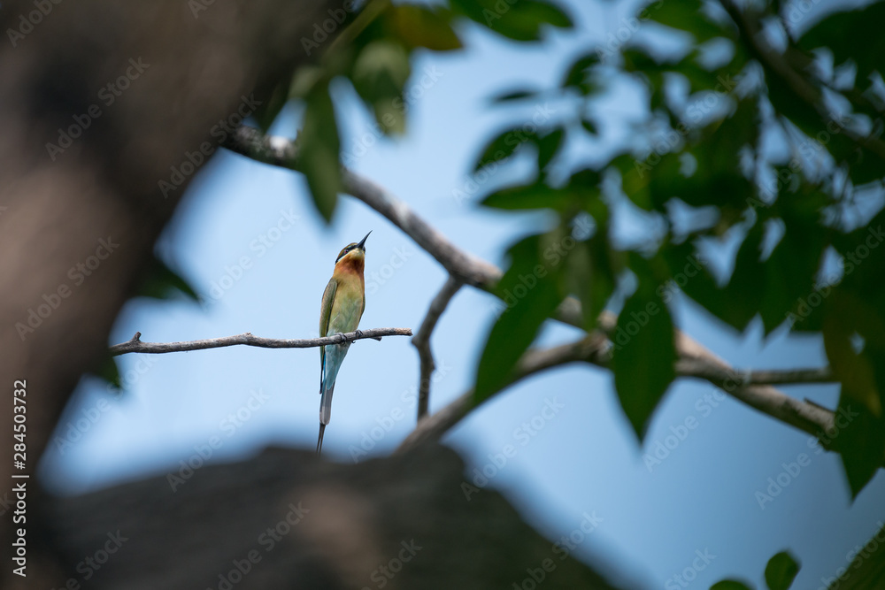Obraz premium blue tailed bee eater bird