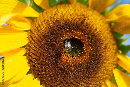 Huge sunflower with bumble bee