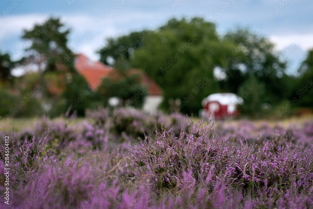 Fototapeta premium Typical german heather landscape with erica plants