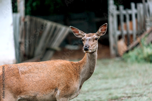 Roe deer, doe in the forest, walking in a nature reserve.
