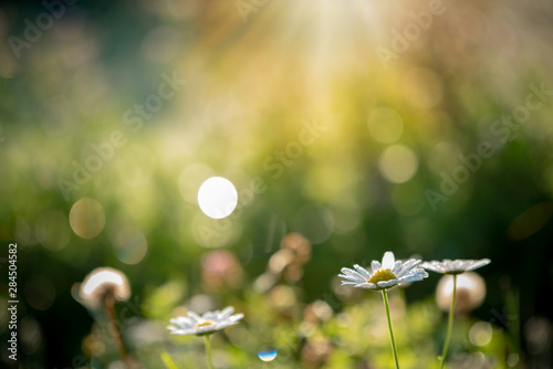 aisy flowers in the morning rays with blurred background photo