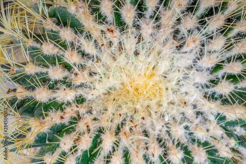 cactus closeup