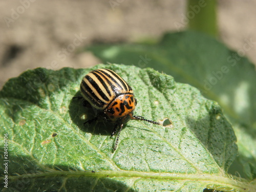 bug photo