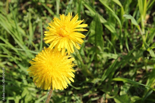 Two yellow dandelions on the background with green leaves 