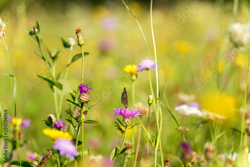 A meadow with flowers and a butterfly sunlit